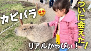 【ソレイユの丘】ついに会えた生カピバラにカンガルー！３歳児の休日【おすすめスポット】