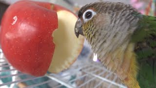 【ASMR風】りんごを丸かじり🍎【ウロコインコのぽぽ】