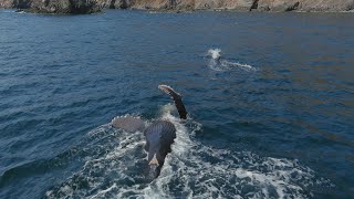 Another Humpback Encounter