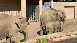 2024年7月20日　円山動物園　タオちゃんVSニャインさん #円山動物園 #アジアゾウ #タオ #パール #シュティン #ニャイン #MaruyamaZoo #Zoo #elephant