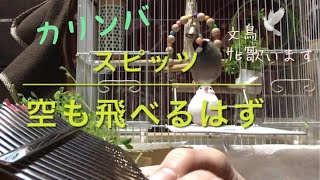 【文鳥とカリンバ】空も飛べるはず ／ スピッツ