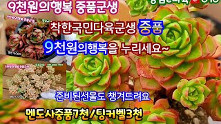 명심e다육9천원의행복 국민다육중품 군생들 레티지아 블루엘프 양진 멘도사/그밖의 핑클루비 노블레드 팅커벨 레드베리3천succulents  plant 多肉植物