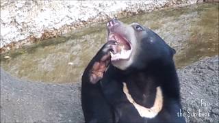 マレーグマのフジ「夏の氷玉」＠上野動物園 2013 / Fuji the Sun bear \