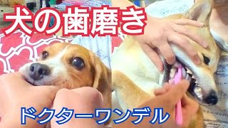 【犬の歯磨き】ドクターワンデル「我が家の柴犬とビーグル犬」歯磨き頑張ってますよ！Dog toothpaste Shiba inu and beagle dog