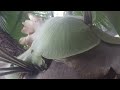 staghorn fern time lapse