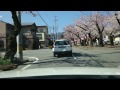 長野県飯田市桜並木 2015 04 02撮影【4k車載動画】