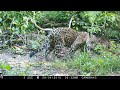 the jungle matriarch one female jaguar s legacy in belize