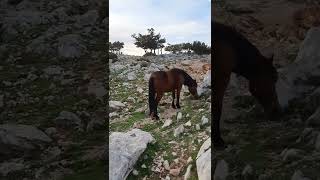 Adventure to find The Wild Horses of Biokovo Mountain ⛰🐎🇭🇷 #shorts #horses