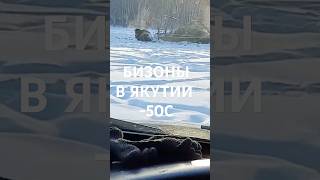 🌾🦬 Видеофакт: в Якутии стадо бизонов разворошило изгородь с заготовленным сеном.