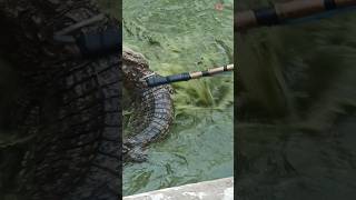 Crocodile attempts to avoid an electric onslaught. #shortvideo #crocodille #crocodile #crocodilian