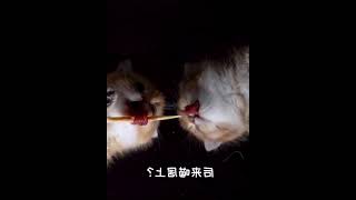 奶猫拔河比赛，输赢不重要，大口吃肉就对了！#萌宠出道计划 #001