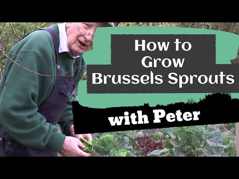 Growing Brussels Sprouts Growing Brussels Sprouts