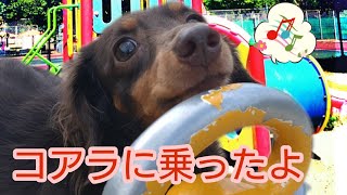 【元繁殖犬 カニンヘンダックス】初めて来た公園であれに乗ってみた👍