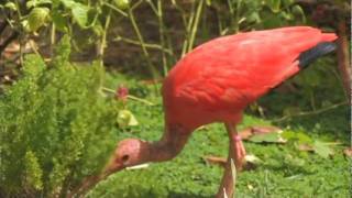 The Scarlet Ibis