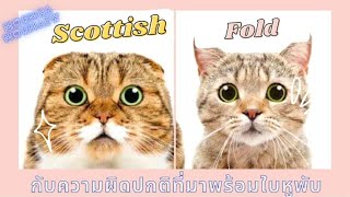 สก็อตติชโฟล์ด กับความผิดปกติที่มาพร้อมใบหูพับ(Scottish Fold Osteochondrodysplasia )