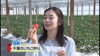 ウィークリー千葉県「千葉のいちご狩り」R5/1/21