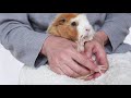 モルモットの爪切りに必要なピーマンの数がえぐい！　cute guineapig