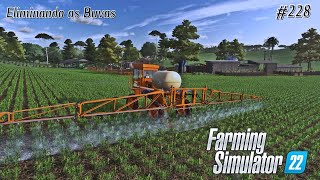 O Sorgo cresceu e com ele chegou as Buvas/Estância Ponte Funda/Farming Simulator 22 - Ep 228