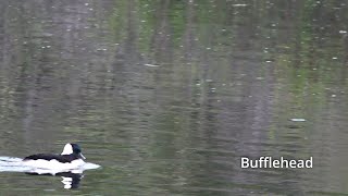 Bufflehead - A Small Diving Duck