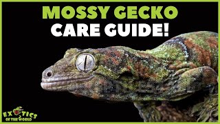 New Caledonian Mossy Gecko/ Chahoua Gecko Care Guide - How To Care For Your Mossy Gecko