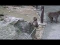 07 高崎山自然動物園 アマビエ 9月初旬