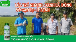 Lúa trổ nhanh - xanh lá đòng - vô gạo lẹ. Giảm lép khi thời tiết nhiều bất lợi