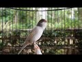 the song of the belgian canary is truly enchanting the best training for canaries