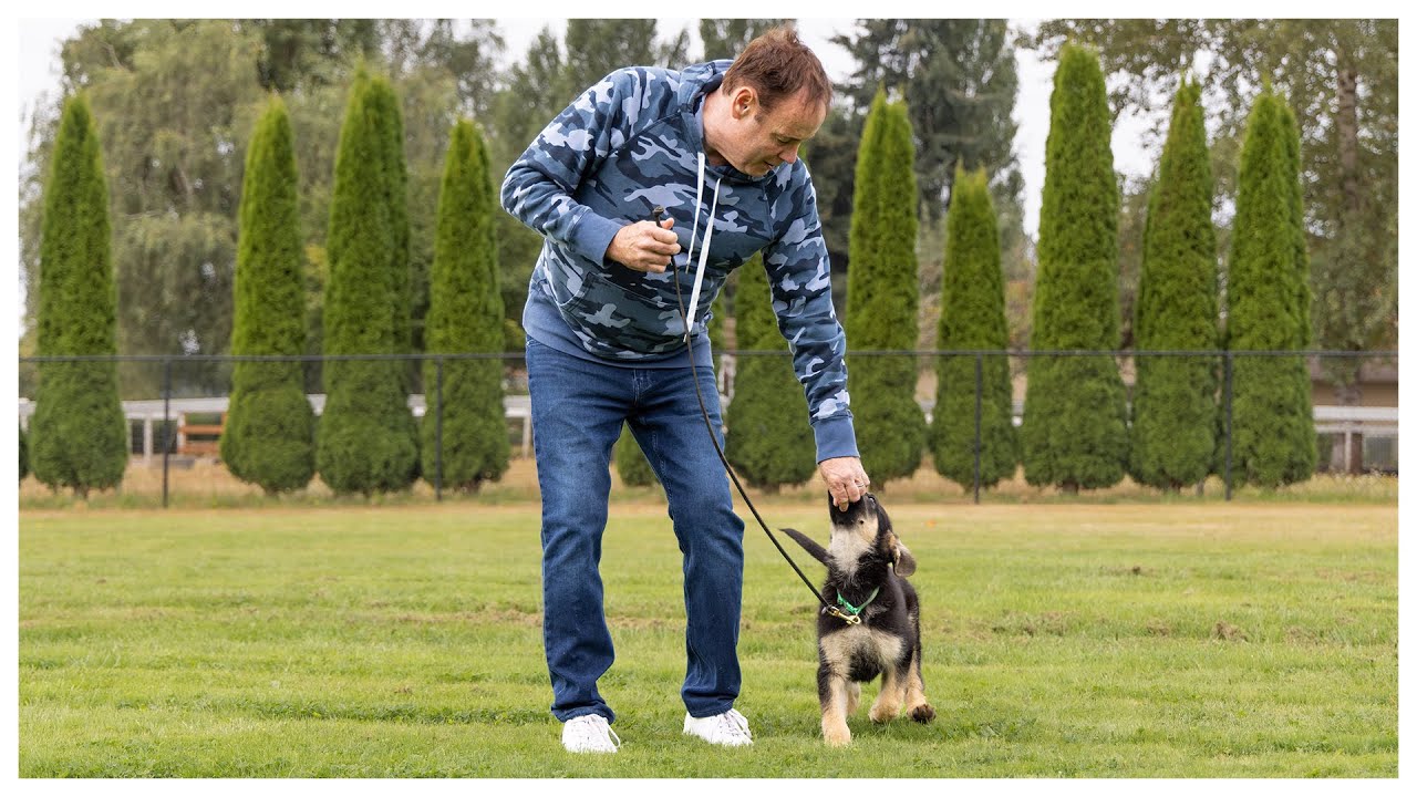 Puppy Training Youtube