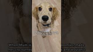 Cute puppy #Puppy #cocker ##cockerspaniel #mucky #zoomies #crazy #cute #funny #hilarious