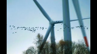 Heftig, Vogelschwarm fliegt durch Windkraftanlage, Windkraftrad, Vogel, Vögel, Zugvögel, Zugvogel