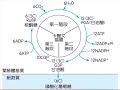 高中生物【教學視訊】焦點 45 光合作用：