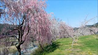 桃源郷は花盛り