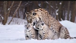 Rare Snow White Leopard with Adorable Cubs – Stunning Wildlife Moments