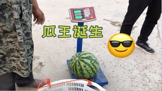 粉丝来苏北小叮当家捡西瓜，竟然捡到一个“瓜王”！西瓜重达20斤