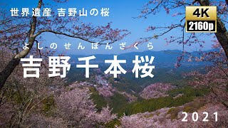 世界遺産　吉野山の千本桜