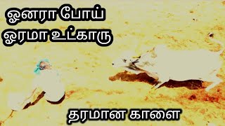 #2023 தவசிமேடை ஐல்லிக்கட்டு ஓனரா போய் ஓரமா உட்காரு#