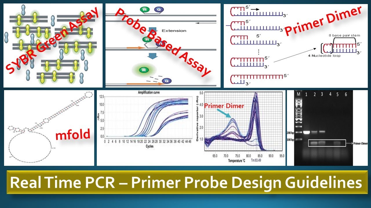 Real Time Pcr Primer Probe Design Guidelines Youtube