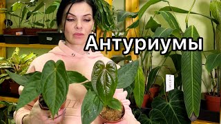 ОБЗОР АНТУРИУМОВ🌱 наличие, уценка (6.02.25)