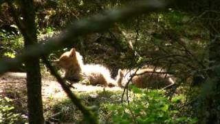 Fuchs Babys, red fox puppies (von Hermann Popp)