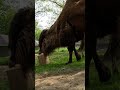 Birthday enrichment for the camels