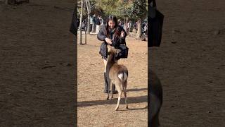 奈良公園のクラッカーに飢えた鹿：扱いにくいほど面白い！