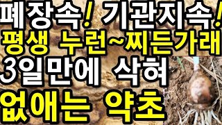 폐장속!,기관지속!,평생~쌓인,누런~찌든가래,3일만에,삭혀,없애는~신선약초!                                 무릇,면조아,산대산,@WellbeingTV