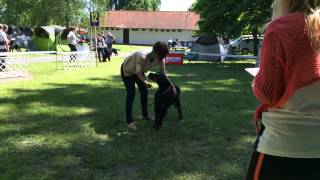 Gordon szetter - Növendék osztály - Székesfehérvár 2014.05.10.