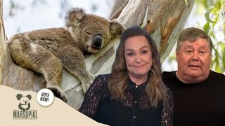 Why The Koala Should Win Marsupial Of The Year