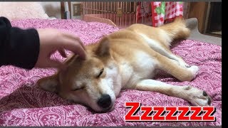 柴犬ハナにマッサージしたら寝てしまった【かわいい】 -- Lay down shiba. --