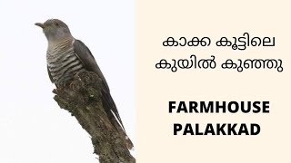 കുയിൽ കുഞ്ഞിനെ കണ്ടിട്ടുണ്ടോ കാക്കകൾ കൊത്തി കൊല്ലാൻ ആക്കി |cuckoo kerala | Farmhouse palakkad