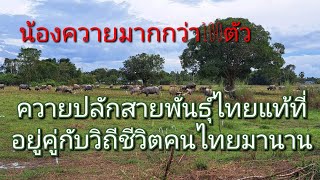 นครนายกEp48 ตอน3 #ธรรมชาติน้องควายปลักพันธุ์ไทยแท้อยู่คอกเดียว100กว่าตัว