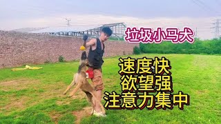 3个月的小公狗 #训犬 #现场实拍 #原创视频 #狗狗 #马犬训练