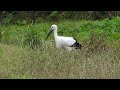 コウノトリの郷公園と玄武洞へ