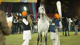 Stallion dulla mjhukay line top show winner